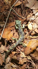 Abronia taeniata