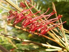 Grevillea hookeriana