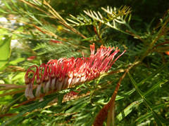 Grevillea hookeriana