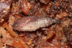 Dryophthorus americanus