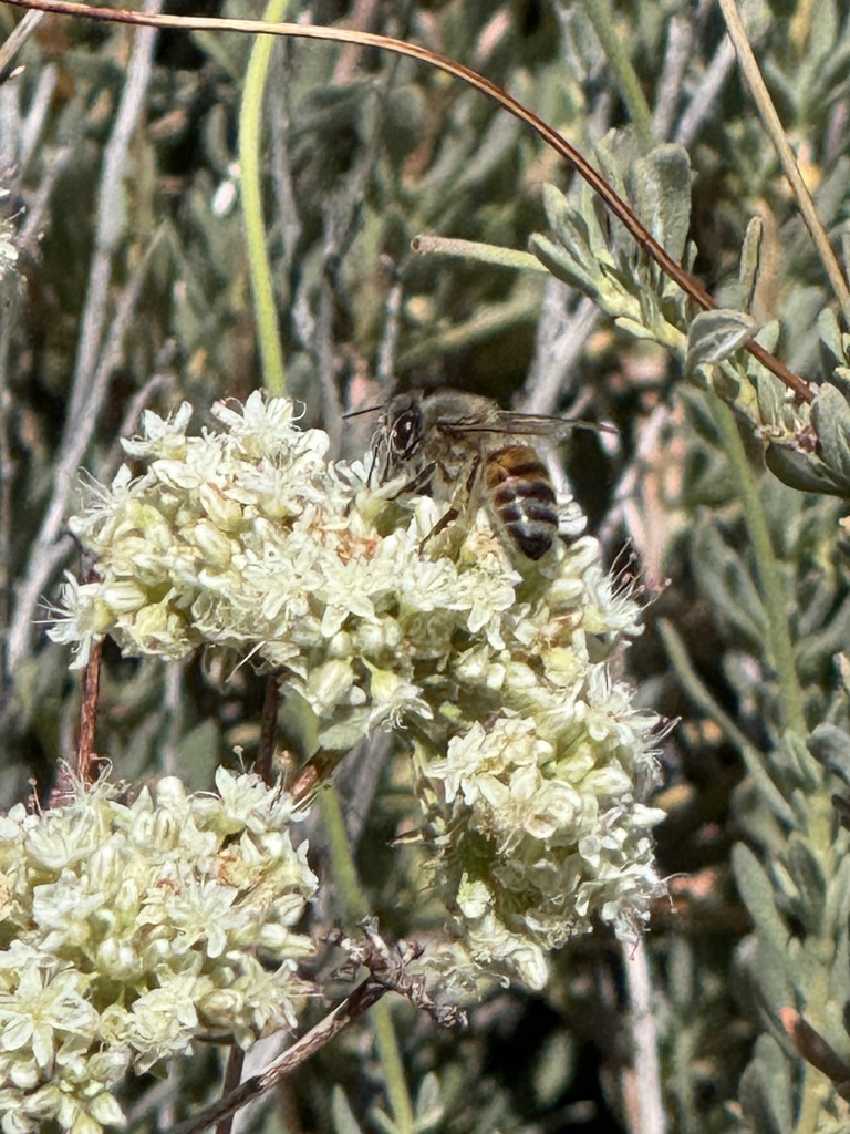 Western Honey Bee from Santa Rosa and San Jacinto Mountains National ...