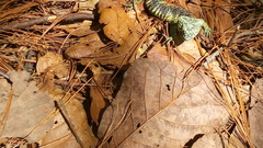 Abronia taeniata