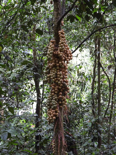 Baccaurea lanceolata observed 2026-04-27