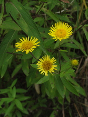 Inula japonica
