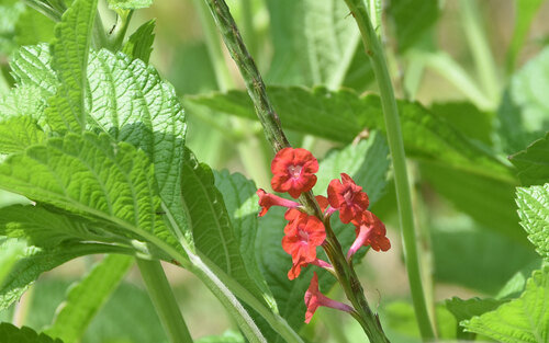Stachytarpheta mutabilis, photograph 4