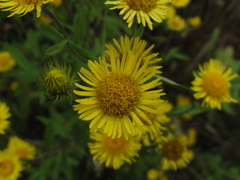 Inula japonica