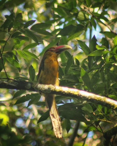 Saffron Toucanet