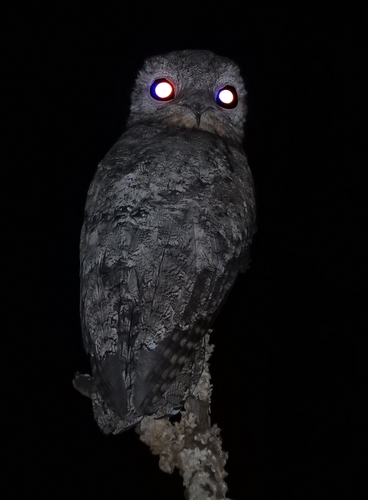 Great Potoo