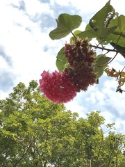 Dombeya wallichii