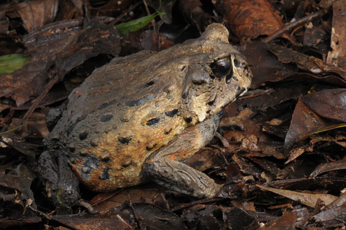 Bahia Forest Frog
