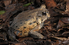 Bahia Forest Frog photo 3