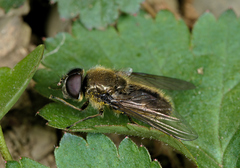 Cheilosia himantopus