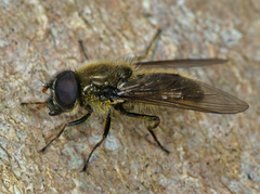 Cheilosia himantopus