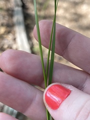 Piptochaetium avenaceum