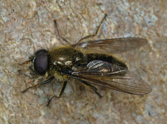 Cheilosia himantopus