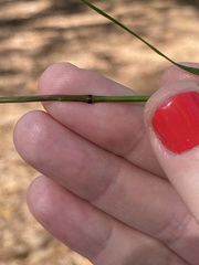 Piptochaetium avenaceum