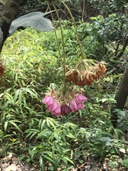 Dombeya wallichii