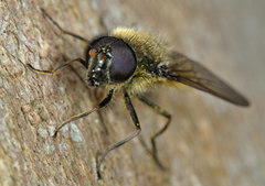 Cheilosia himantopus