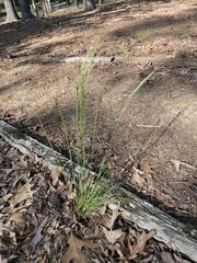 Piptochaetium avenaceum