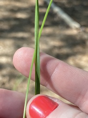 Piptochaetium avenaceum