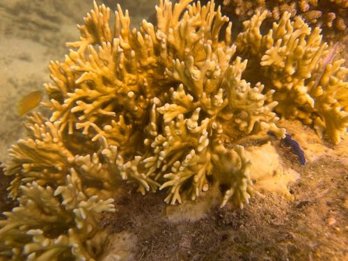 Millepora tenera observed 2026-05-09