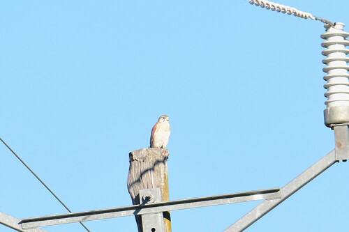 Nankeen Kestrel