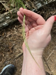 Piptochaetium avenaceum