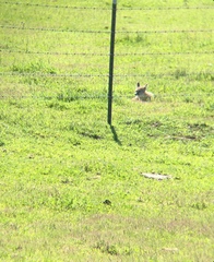 Vulpes macrotis mutica
