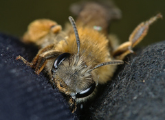 Andrena gravida