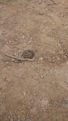 Crotalus triseriatus