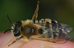 Andrena gravida