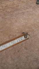 Crotalus triseriatus