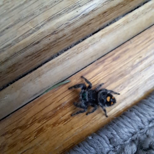 Bold Jumping Spider photographed in Wyoming
