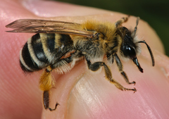 Andrena gravida