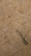 Crotalus triseriatus