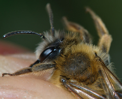 Andrena gravida