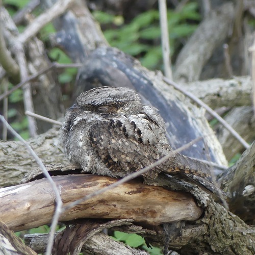 Eastern Whip-poor-will (Antrostomus vociferus), photo 5