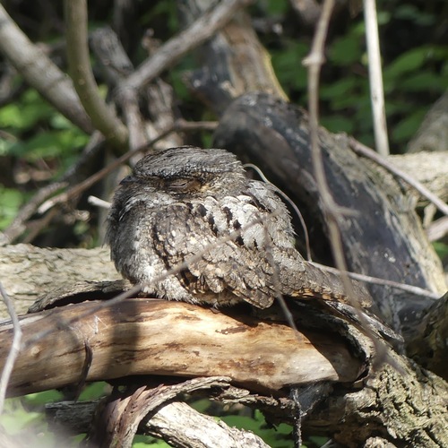 Eastern Whip-poor-will (Antrostomus vociferus), photo 6