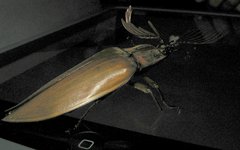 Oxynopterus mucronatus