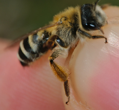 Andrena gravida