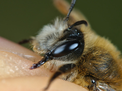 Andrena gravida