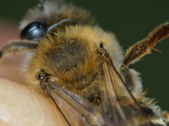 Andrena gravida