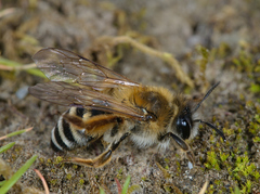 Andrena gravida