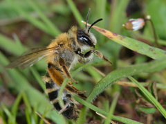 Andrena gravida