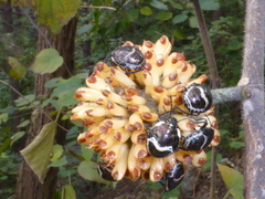 Poecilocoris lewisi