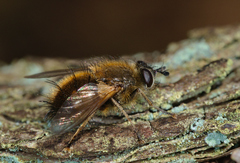 Tachina lurida