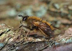 Tachina lurida