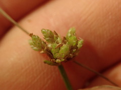 Isolepis inundata