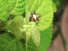 Neoscona menghaiensis