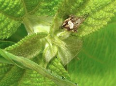 Neoscona menghaiensis